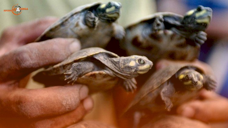 Policía que traficaba tortugas de Galápagos ya tiene condena