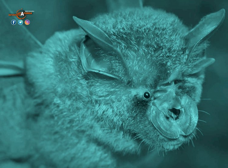 Investigadores chinos encuentran lotes de nuevos coronavirus en murciélagos