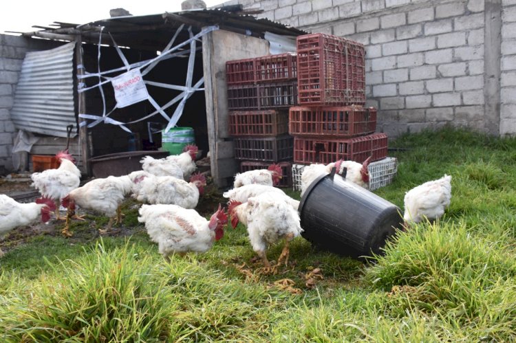 Peladora clandestina de pollos es clausurada por Agrocalidad en Salcedo