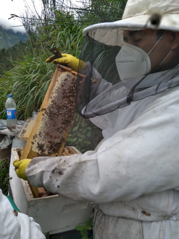 Apicultores le apuestan a la producción, innovación y comercialización de la miel de abeja