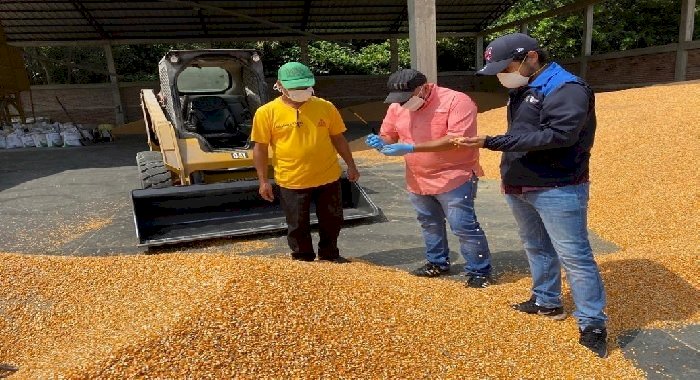 Sector avícola rechaza la falta de control ante el incremento frecuente del precio del maíz 