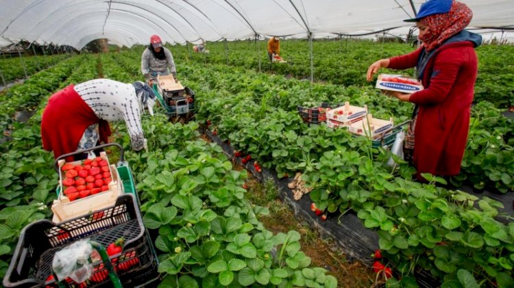 España recurre a trabajadores hondureños y ecuatorianos para recoger fresas