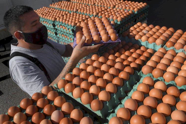 Sector Avícola Productor de Huevos se reactiva tras 18 días de Paro Nacional