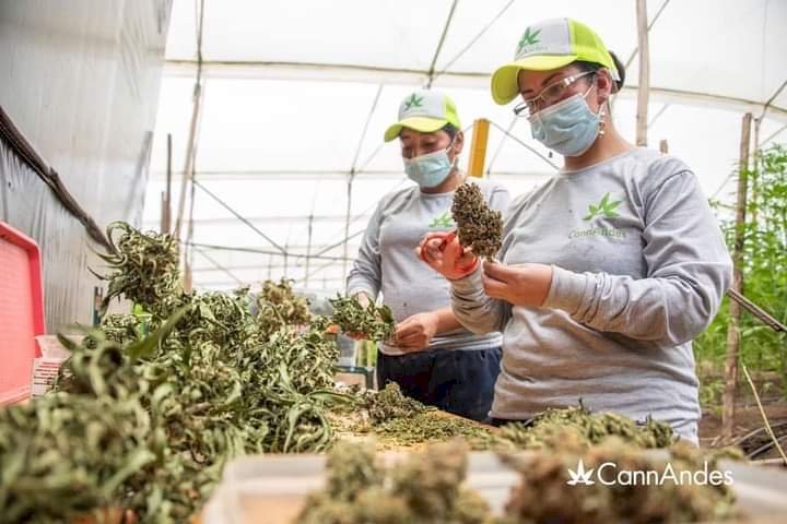 Primera exportación de cannabis ecuatoriano llegó a Suiza
