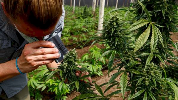 Primera exportación de cannabis ecuatoriano llegó a Suiza