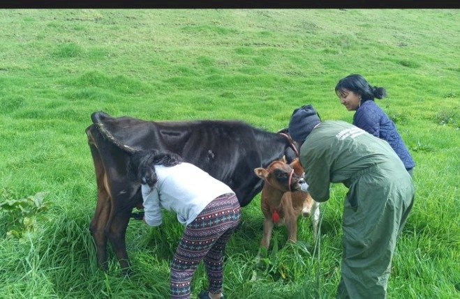 Se fortalece la producción con asistencia  veterinaria en Tungurahua 