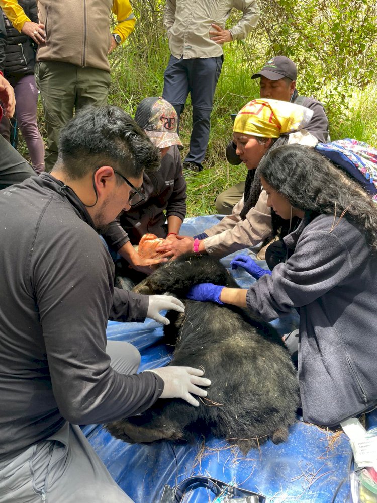 En Imbabura se reubicó a dos osos andinos a una zona segura en su hábitat natural 