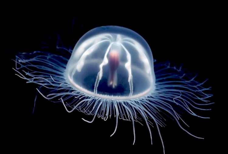 Se abre la puerta para evitar el envejecimiento gracias a la medusa inmortal