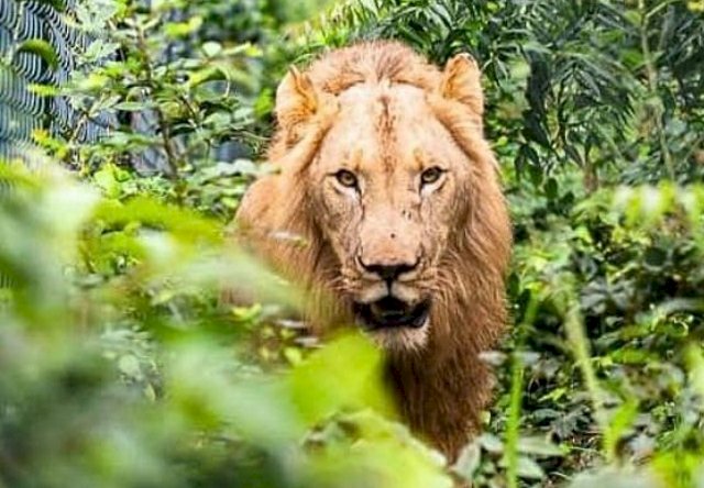 Un hombre escala la cerca de seguridad en un zoológico y los leones lo devoran al intentar robar a uno de sus cachorros