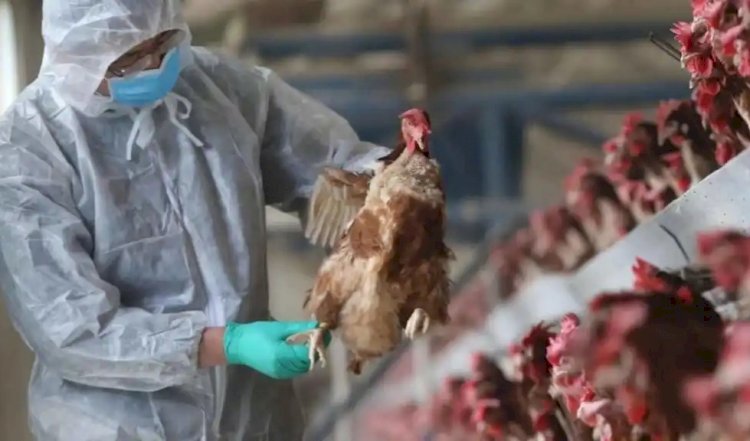 Nuevos casos de influenza aviar en Cotopaxi fue detectado