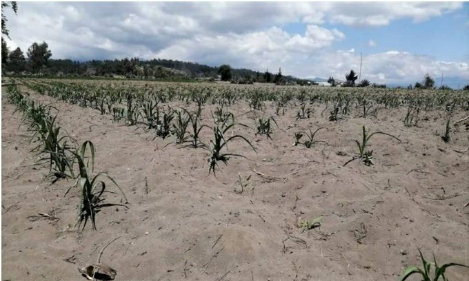 Comunidades de Cotopaxi piden ayuda debido a una sequía prolongada
