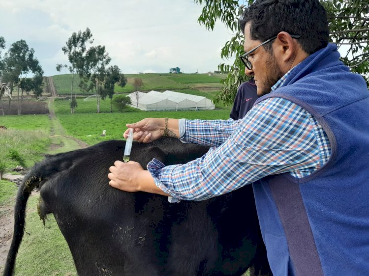 MAG realiza campañas de vitaminización, desparasitación y chequeo clínico en bovinos 