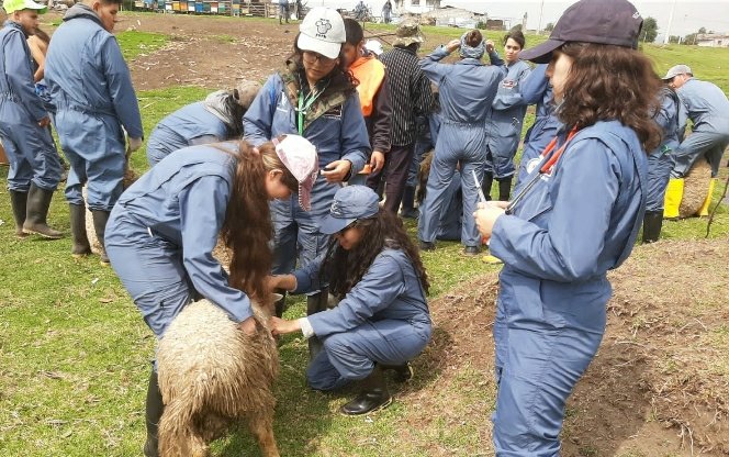 MAG, junto a la UDLA, brindan atención a ovinos en Toacaso y Tanicuchí