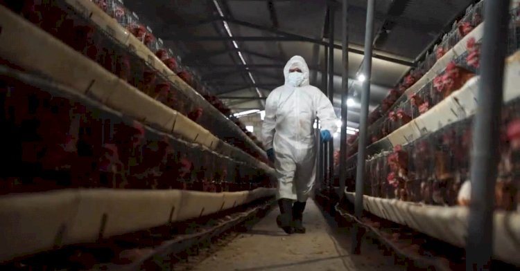 Dos nuevos casos de influenza aviar se detectaron, MAG y Agrocalidad refuerzan medidas de control 