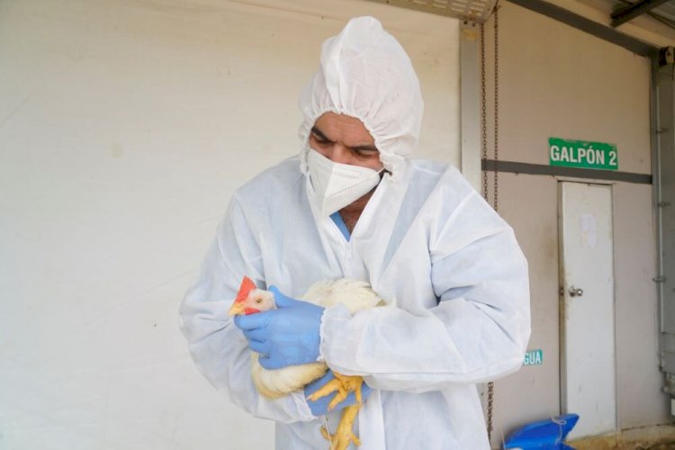 Gobierno Nacional descarta presencia de influenza aviar en la provincia deTungurahua