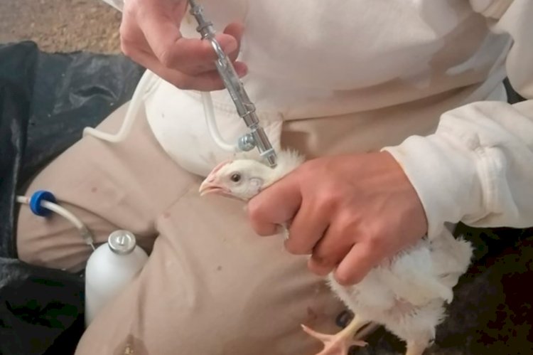 Ecuador se prepara para vacunar a aves y contrarrestar influenza aviar