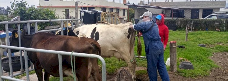 Campañas de desparasitación, aplicación de vitaminas y chequeos ginecológicos a bovinos en Cotopaxi