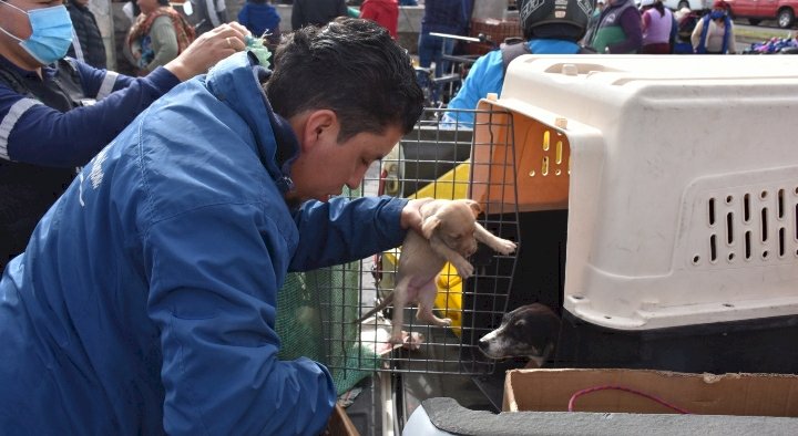 47 mascotas son rescatadas en la Plaza de Animales Menores de Salcedo