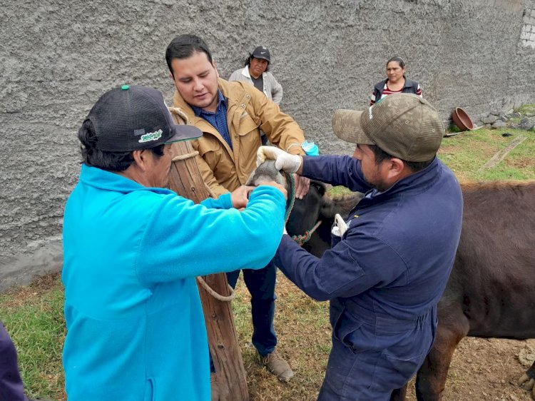 MAG atiende a más de 1.200 bovinos y ovinos de Cotopaxi
