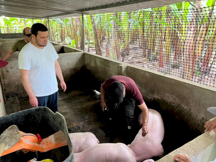 MAG desparasita y entrega vitaminas para más de 300 porcinos de La Maná