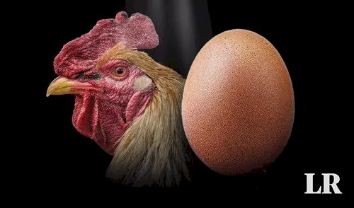 Científicos responden, por fin, a la pregunta: "¿Qué fue primero, el huevo o la gallina?"