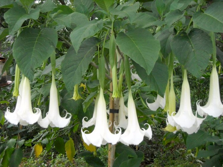 El Floripondio (GUANTO), una planta alucinógena muy peligrosa