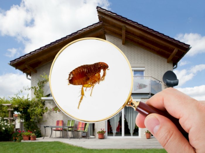 Cómo eliminar pulgas en casa, trucos para combatirlas, en ocasiones las introduces en tu casa sin darte cuenta 