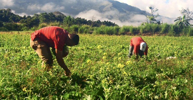Agricultores pueden acceder a seguro ante el Fenómeno El Niño