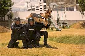 Héroes peludos: Los canes que marcan la diferencia en la seguridad de Ecuador