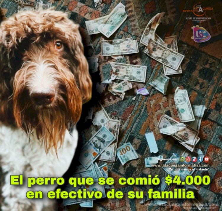 El perro que se comió $4.000 en efectivo de su familia