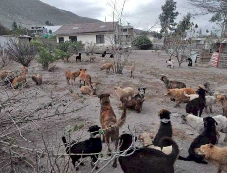 Envenenaron a perritos de la Fundación Peludos Rescate Animal Quito Perdieron la vida 10 perritos, varios están hospitalizados y otros en recuperación.