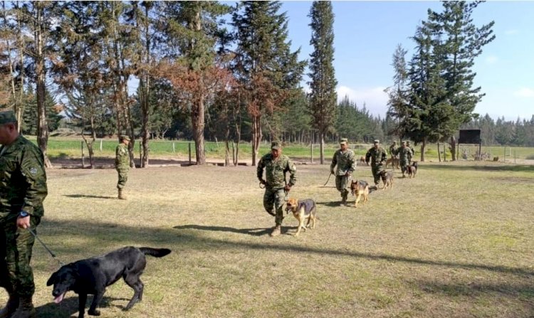 Ejército adiestra perros para luchar contra el terrorismo en Ecuador.