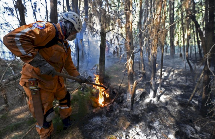 Colombia ha perdido más de 17 mil hectáreas de vegetación en incendios forestales: ¿A qué se debe?.