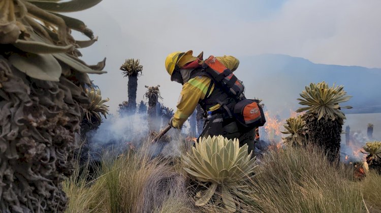 Carchi: Fuego Amenaza Biodiversidad En Reserva Ecológica El Ángel