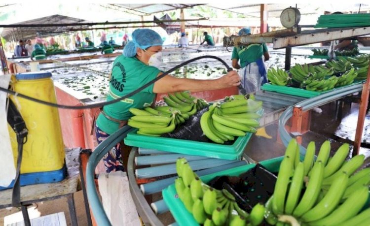 Ecuador buscará nuevos mercados para su banano tras sanción rusa.