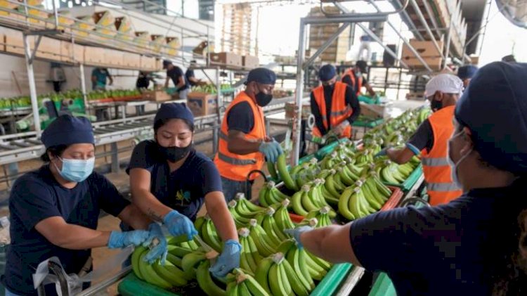 Una delegación ecuatoriana viajará a Rusia para intentar levantar las sanciones contra bananeras.