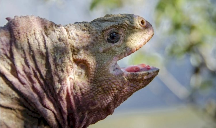 Descubren un nuevo herpes en la iguana rosada de Galápagos, una especie en peligro crítico.
