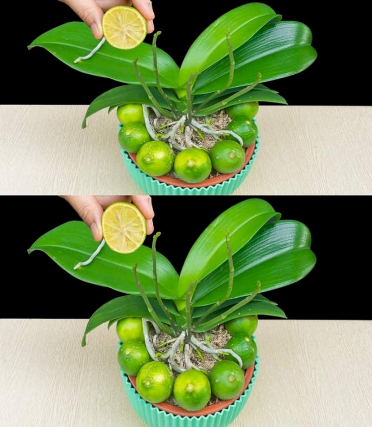 El truco del jugo de limón para revivir y hacer florecer tus orquídeas 