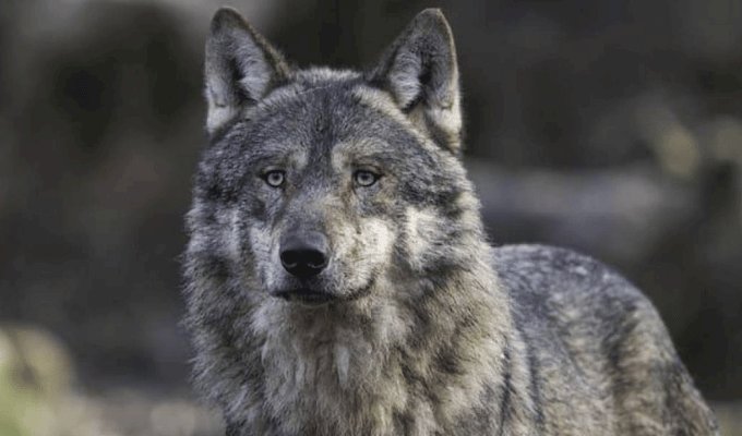 Chernóbil se convierte en un laboratorio natural donde los lobos desarrollan una asombrosa resistencia al cáncer