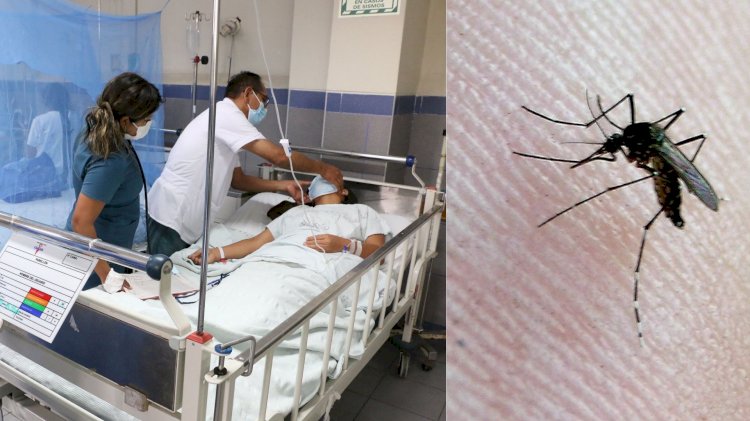 Perú: 20 regiones están en emergencia por los casos de dengue    