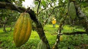 Cacao ecuatoriano rompe récord tras alza del precio