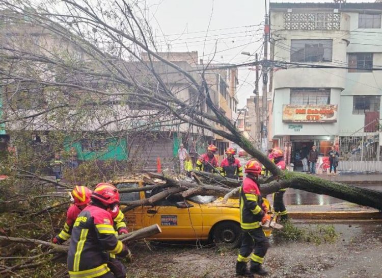 Quito un árbol aplastó a un taxi en Carapungo