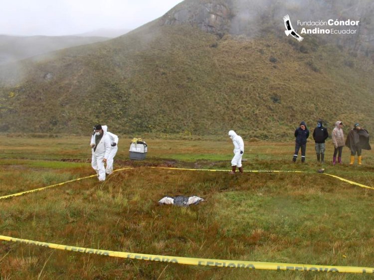 Cóndor Andino encontrado muerto en los páramos de la provincia de Napo 