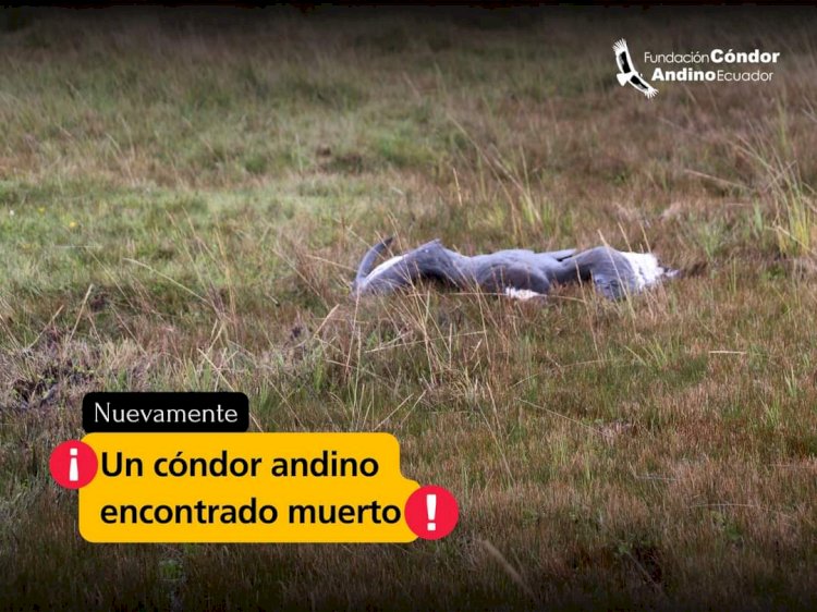 Cóndor Andino encontrado muerto en los páramos de la provincia de Napo 